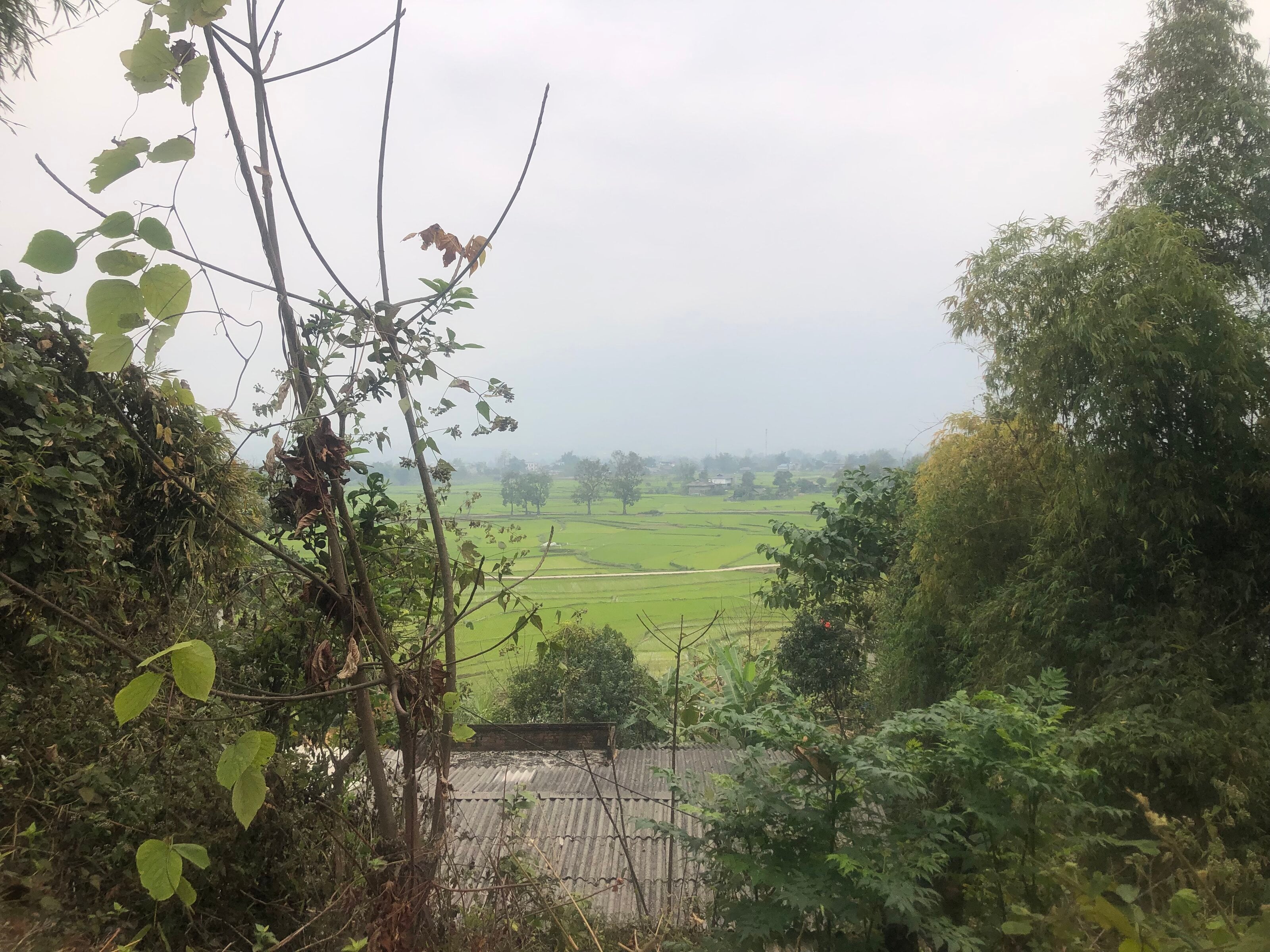 IMG_2037.jpeg