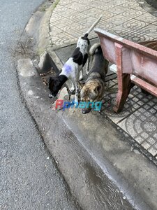 IMG_0962.jpeg