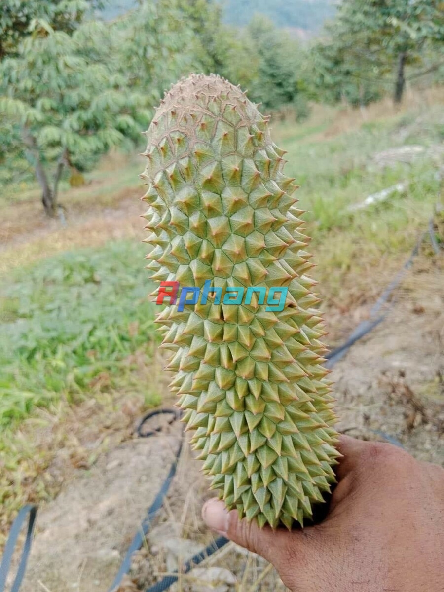 Langthang69