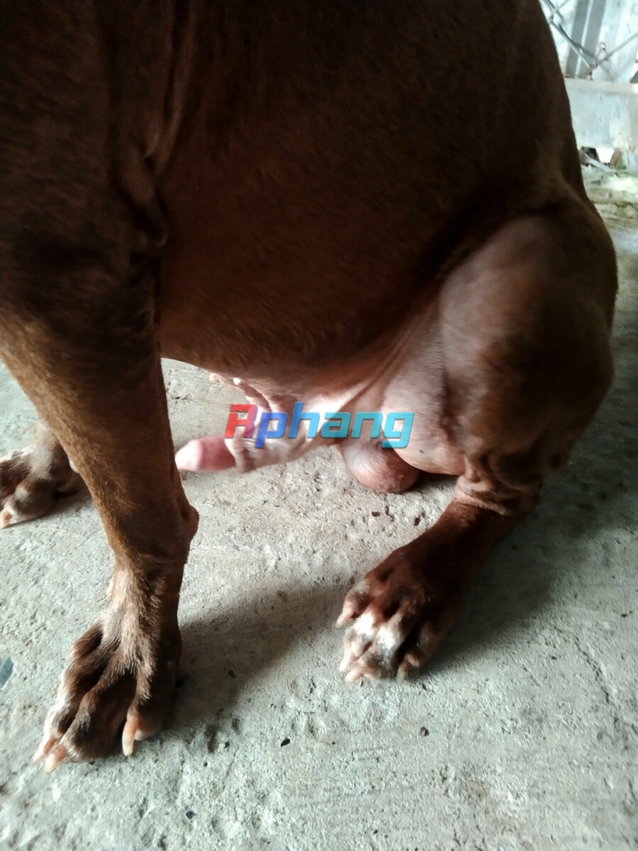 Minhi1177