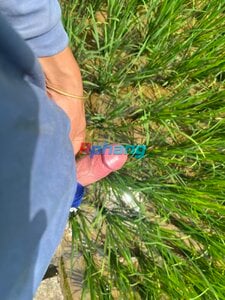 IMG_1141.jpeg