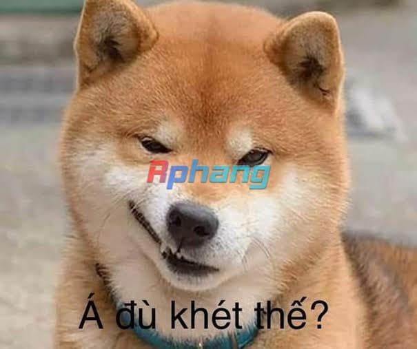 shiba.jpg