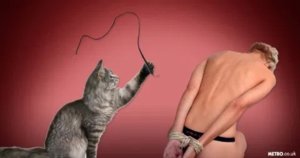 ac_cat_bondage_comp.jpg