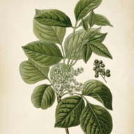 PoisonIvyIvy
