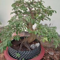 nguyenanhquan