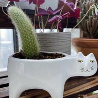 TờZấyTrắng Nõn