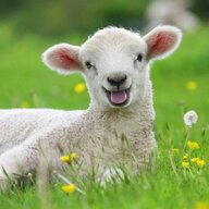 SHEEP1111