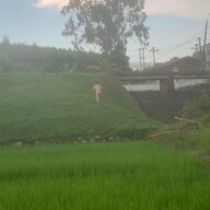 taicuchi