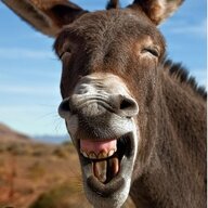 Kiến Cắn Ku