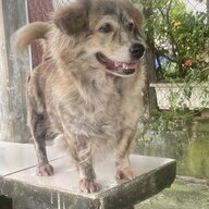 Bắp Xào Bơ