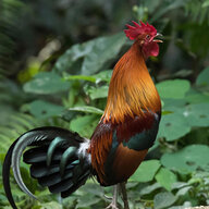 Redbulbul