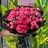 hoang9295