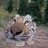 svsomehn15cm